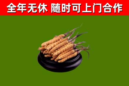 营口市回收冬虫夏草