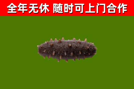 营口市回收海参干